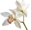 一束兰花