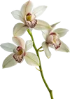 一束兰花
