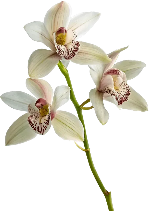 一束兰花