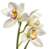 一束兰花