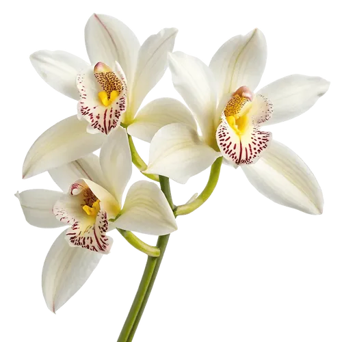 一束兰花