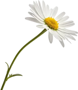 雏菊