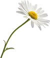 一束雏菊