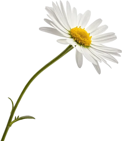 一束雏菊