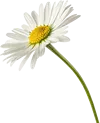 一束雏菊
