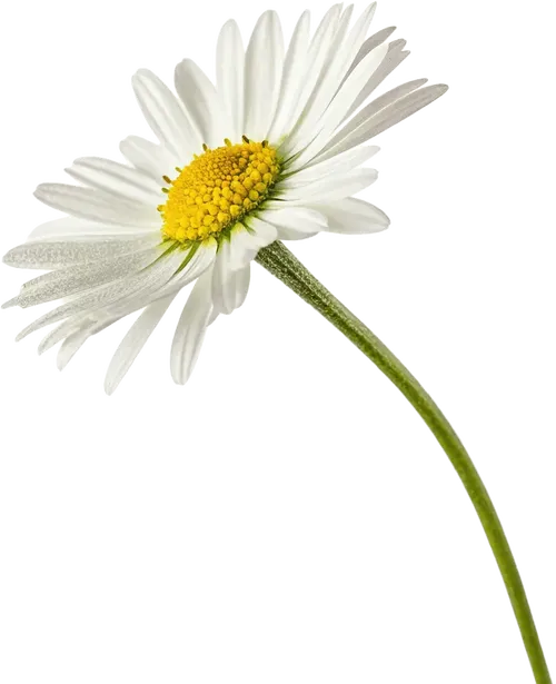 一束雏菊