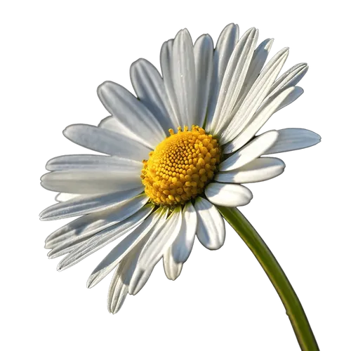 一束雏菊