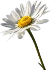 一束雏菊