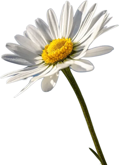 一束雏菊
