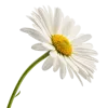 一束雏菊