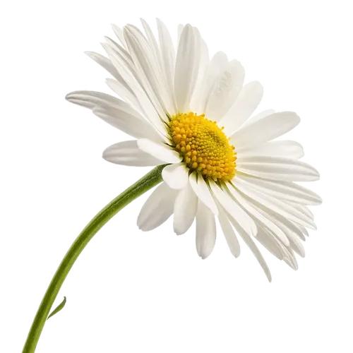 一束雏菊