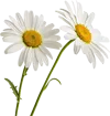 一束雏菊