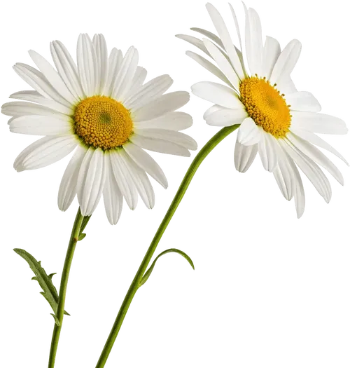 一束雏菊