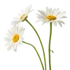 一束雏菊