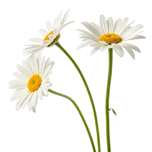 一束雏菊