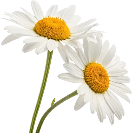 一束雏菊