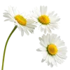 一束雏菊