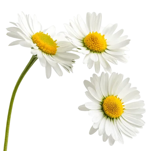 一束雏菊