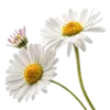 一束雏菊
