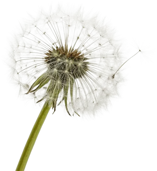 一支蒲公英