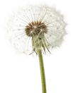 一支蒲公英
