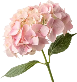 绣球花