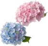 两朵绣球花