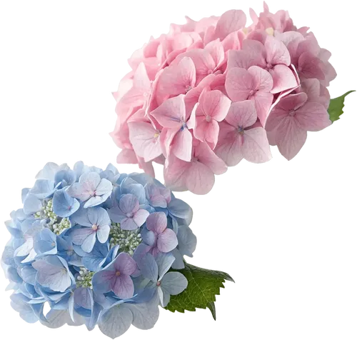 两朵绣球花