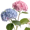 两朵绣球花
