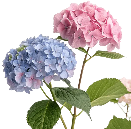 两朵绣球花