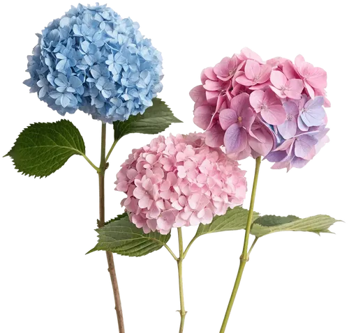 三朵绣球花