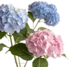 三朵绣球花