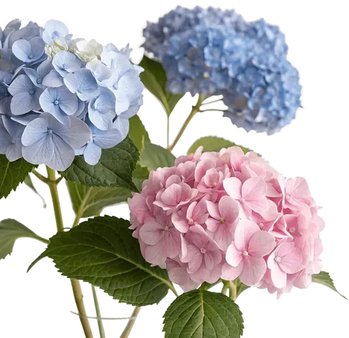 三朵绣球花