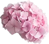 一朵绣球花