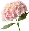 一束绣球花