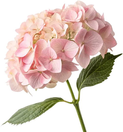 一束绣球花