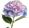 一束绣球花