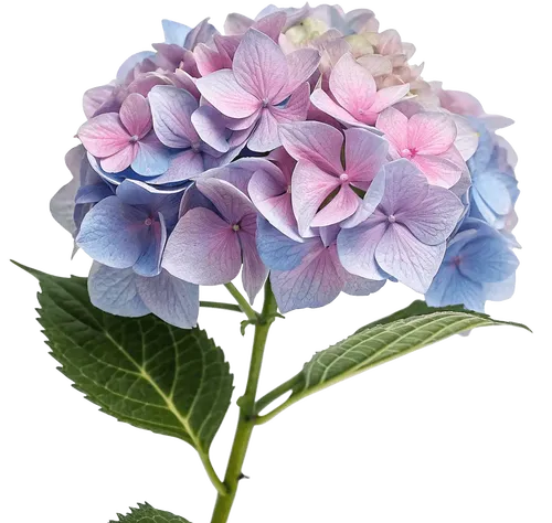 一束绣球花