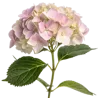 一束绣球花