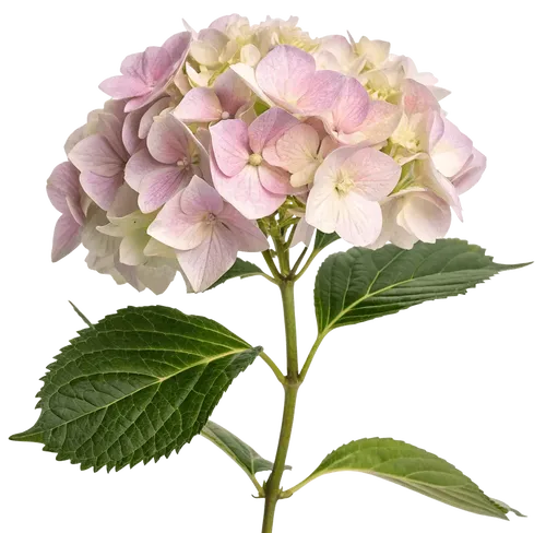 一束绣球花