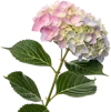 一束绣球花