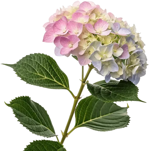 一束绣球花