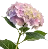 一束绣球花