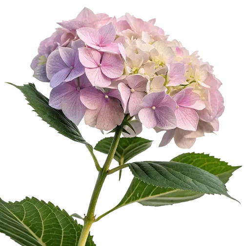 一束绣球花
