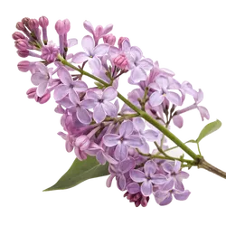 丁香花