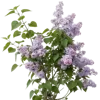 一支丁香花