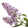 一支丁香花