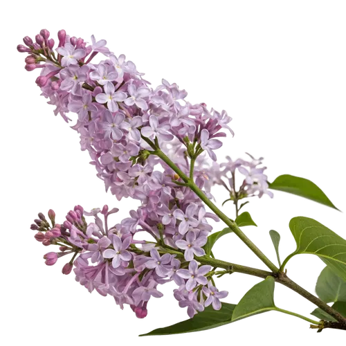 一支丁香花
