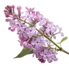 一支丁香花