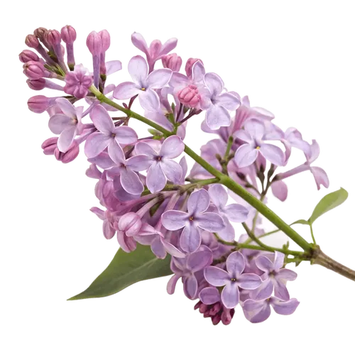 一支丁香花